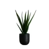 Arrangements & Greenery-Kirkland's Home Agave Arrangement In Black Decorative Pot Green/Black