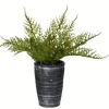 Arrangements & Greenery-Kirkland's Home Asparagus Fern In Tall Black Planter Green/Black