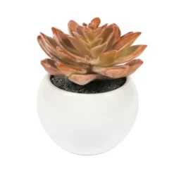 Arrangements & Greenery-Kirkland's Home Assorted Succulents In White Planters, Set Of 3 Green/White/Orange