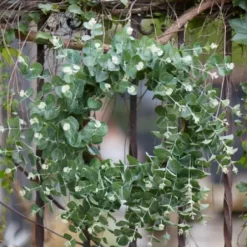 Wreaths-Kirkland's Home Australian Eucalpyptus Wreath Green