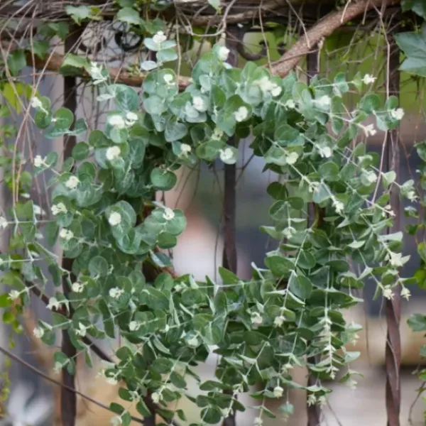 Wreaths-Kirkland's Home Australian Eucalpyptus Wreath Green