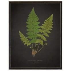 Framed Art-Kirkland's Home Black Fern Vi Framed Art Print Green/Black
