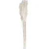 Stems & Bouquets-Kirkland's Home Bleached Preserved Plume Reed Bundles, Set Of 2 Ivory