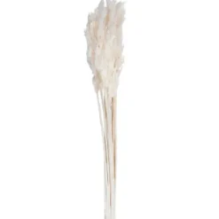 Stems & Bouquets-Kirkland's Home Bleached Preserved Plume Reed Bundles, Set Of 2 Ivory