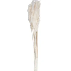 Stems & Bouquets-Kirkland's Home Bleached Preserved Plume Reed Bundles, Set Of 2 Ivory