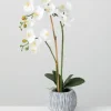 Arrangements & Greenery-Kirkland's Home Blooming White Orchid Potted Floral Arrangement Green/White/Yellow