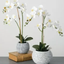 Arrangements & Greenery-Kirkland's Home Blooming White Orchid Potted Floral Arrangement Green/White/Yellow