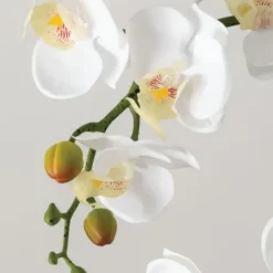 Arrangements & Greenery-Kirkland's Home Blooming White Orchid Potted Floral Arrangement Green/White/Yellow