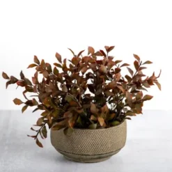 Arrangements & Greenery-Kirkland's Home Boxwood Arrangement In Ceramic Pot Brown