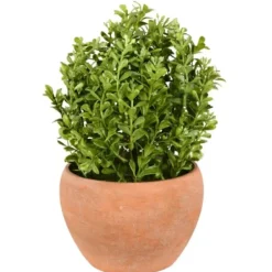 Arrangements & Greenery-Kirkland's Home Boxwood Bush In Terracotta Pot Green