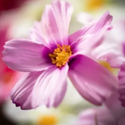 Stems & Bouquets-Kirkland's Home Bright Cosmos Stems, Set Of 3 Pink/Purple/White