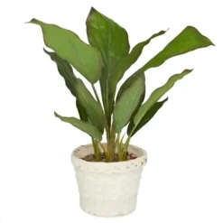 Arrangements & Greenery-Kirkland's Home Coastal Foliage In Woven Bamboo Planter Green/White