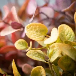 Stems & Bouquets-Kirkland's Home Color Eucalyptus Bouquets, Set Of 3 Multi