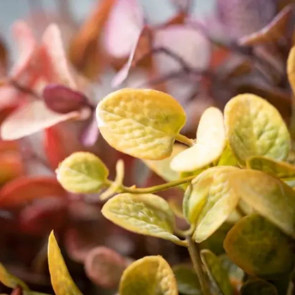 Stems & Bouquets-Kirkland's Home Color Eucalyptus Bouquets, Set Of 3 Multi
