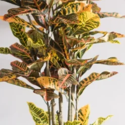 Trees & Topiaries-Kirkland's Home Colorful Croton Tree In Black Planter, 7 Ft.