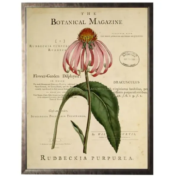 Framed Art-Kirkland's Home Coneflower Botanical Magazine Framed Art Print Multi