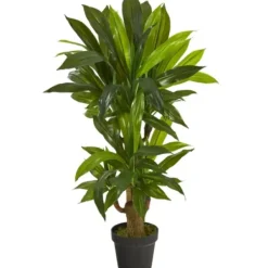Trees & Topiaries-Kirkland's Home Corn Stalk Dracaena Plant In Black Planter