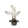 Arrangements & Greenery-Kirkland's Home Desktop Orchid Arrangement In Gray Planter White/Gray