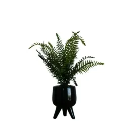 Arrangements & Greenery-Kirkland's Home Desktop Palm Plant In Black Planter Green/Black