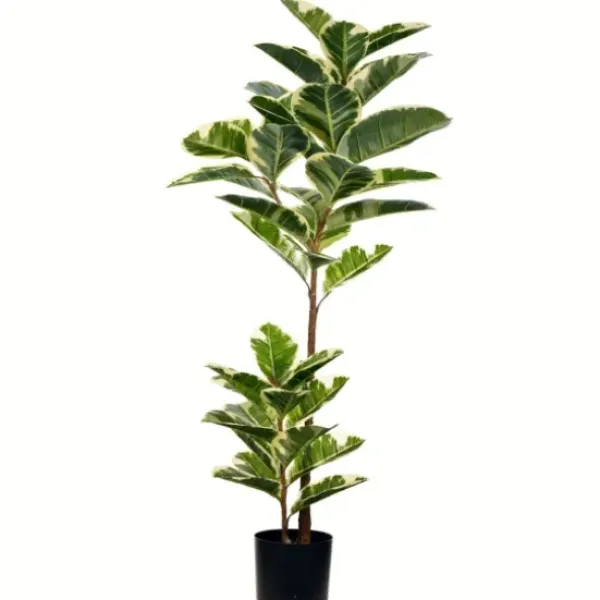 Trees & Topiaries-Kirkland's Home Dieffenbachia Tree In Black Planter