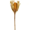Stems & Bouquets-Kirkland's Home Dried And Dyed Jumbo Banksia Stems, Set Of 3 Gold