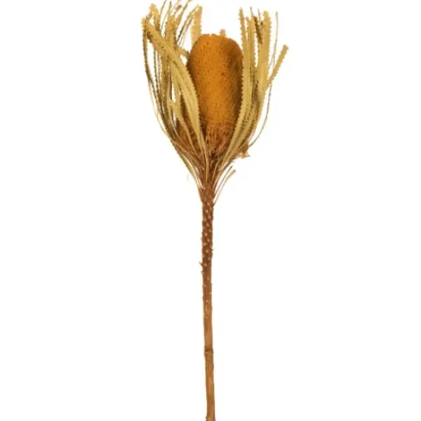 Stems & Bouquets-Kirkland's Home Dried And Dyed Jumbo Banksia Stems, Set Of 3 Gold