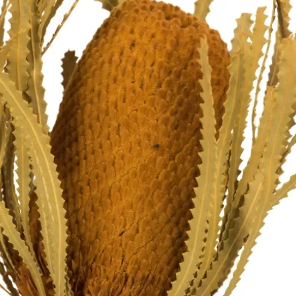 Stems & Bouquets-Kirkland's Home Dried And Dyed Jumbo Banksia Stems, Set Of 3 Gold