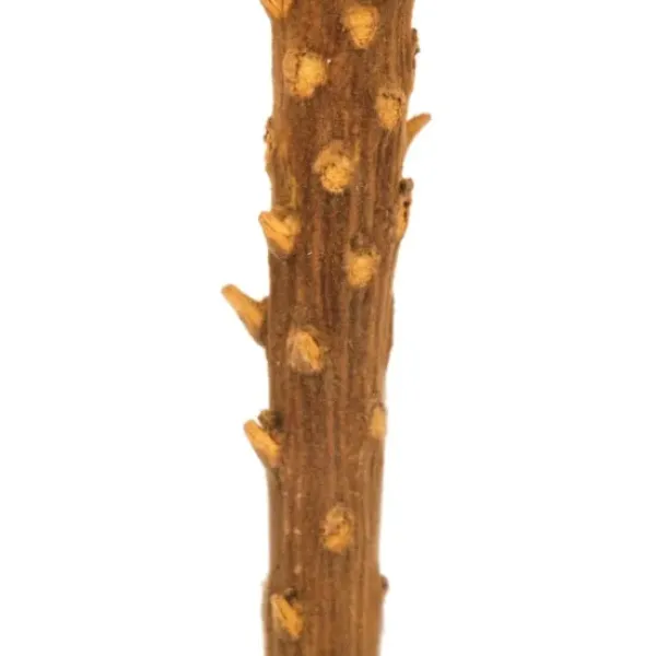 Stems & Bouquets-Kirkland's Home Dried And Dyed Jumbo Banksia Stems, Set Of 3 Gold