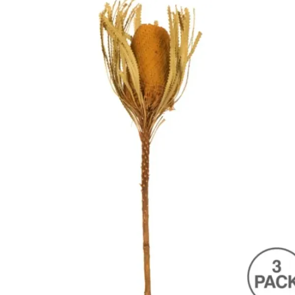 Stems & Bouquets-Kirkland's Home Dried And Dyed Jumbo Banksia Stems, Set Of 3 Gold