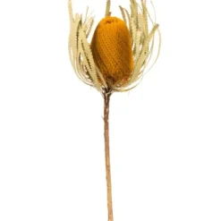 Stems & Bouquets-Kirkland's Home Dried Jumbo Banksia Stems, Set Of 3 Gold