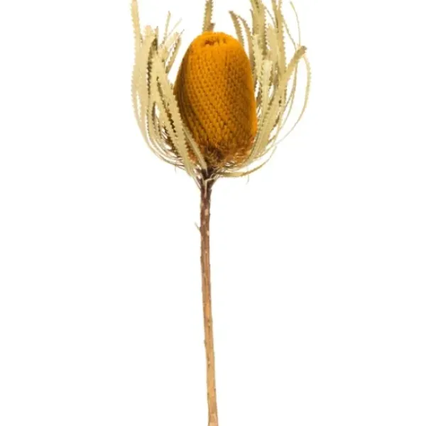 Stems & Bouquets-Kirkland's Home Dried Jumbo Banksia Stems, Set Of 3 Gold