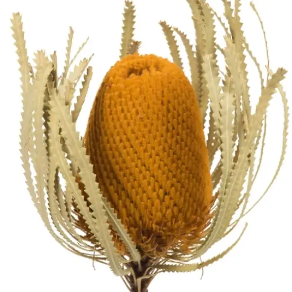 Stems & Bouquets-Kirkland's Home Dried Jumbo Banksia Stems, Set Of 3 Gold