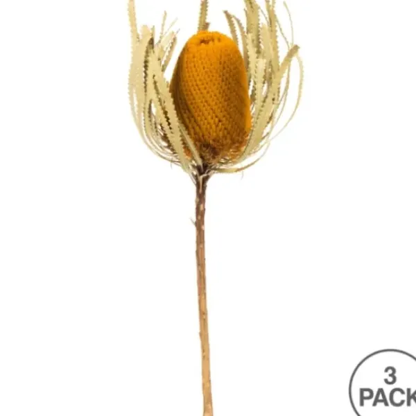 Stems & Bouquets-Kirkland's Home Dried Jumbo Banksia Stems, Set Of 3 Gold