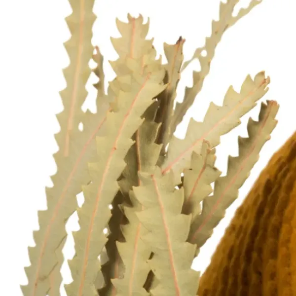 Stems & Bouquets-Kirkland's Home Dried Jumbo Banksia Stems, Set Of 3 Gold