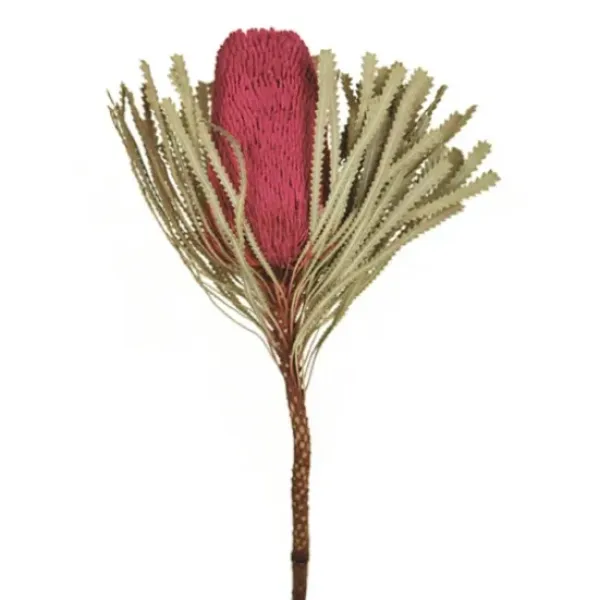 Stems & Bouquets-Kirkland's Home Dried Jumbo Banksia Stems, Set Of 3 Pink