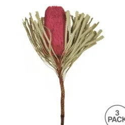 Stems & Bouquets-Kirkland's Home Dried Jumbo Banksia Stems, Set Of 3 Pink