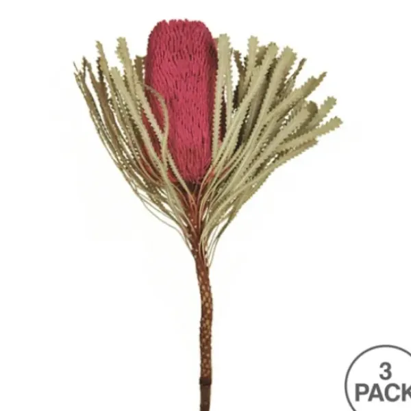 Stems & Bouquets-Kirkland's Home Dried Jumbo Banksia Stems, Set Of 3 Pink