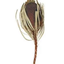 Stems & Bouquets-Kirkland's Home Dried Jumbo Banksia Stems, Set Of 3 Brown
