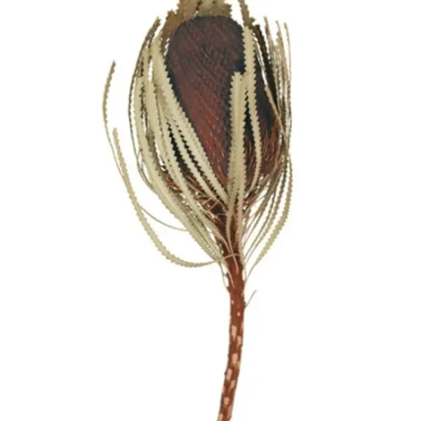 Stems & Bouquets-Kirkland's Home Dried Jumbo Banksia Stems, Set Of 3 Brown