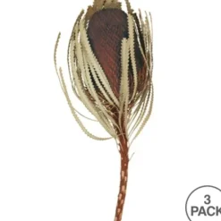 Stems & Bouquets-Kirkland's Home Dried Jumbo Banksia Stems, Set Of 3 Brown