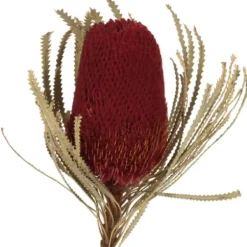 Stems & Bouquets-Kirkland's Home Dried Jumbo Banksia Stems, Set Of 3 Red