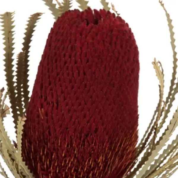 Stems & Bouquets-Kirkland's Home Dried Jumbo Banksia Stems, Set Of 3 Red