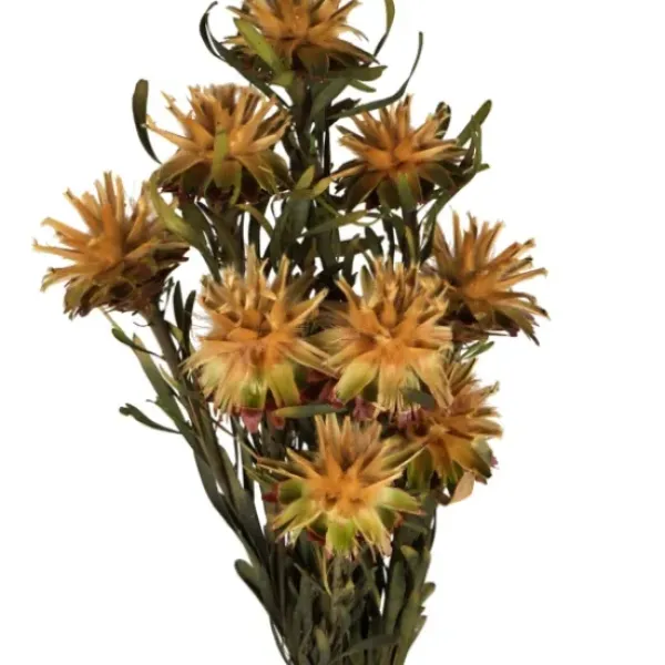 Stems & Bouquets-Kirkland's Home En Preserved Plumosum Flower Bundle Gold