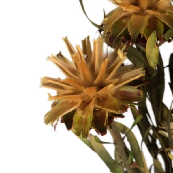 Stems & Bouquets-Kirkland's Home En Preserved Plumosum Flower Bundle Gold