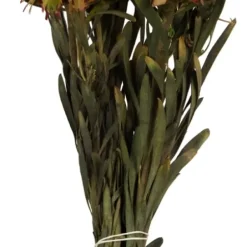 Stems & Bouquets-Kirkland's Home En Preserved Plumosum Flower Bundle Gold