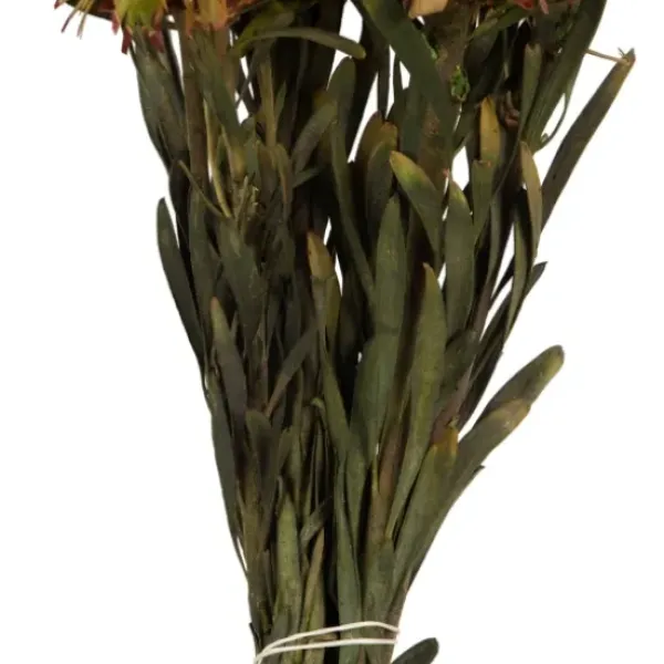 Stems & Bouquets-Kirkland's Home En Preserved Plumosum Flower Bundle Gold