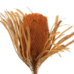 Stems & Bouquets-Kirkland's Home Fall Dried And Dyed Jumbo Banksia Stems, Set Of 3 Orange