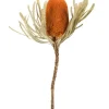 Stems & Bouquets-Kirkland's Home Fall Dried Jumbo Banksia Stems, Set Of 3 Orange