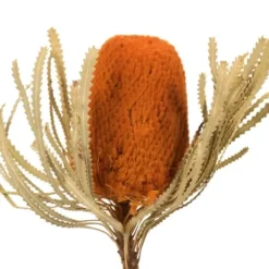 Stems & Bouquets-Kirkland's Home Fall Dried Jumbo Banksia Stems, Set Of 3 Orange