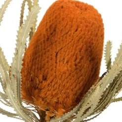 Stems & Bouquets-Kirkland's Home Fall Dried Jumbo Banksia Stems, Set Of 3 Orange